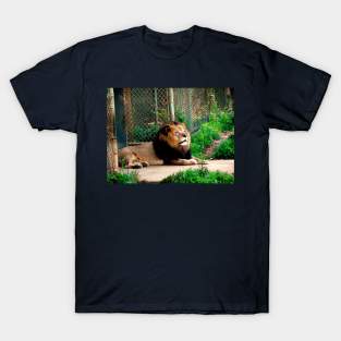 The King of the Jungle T-Shirt